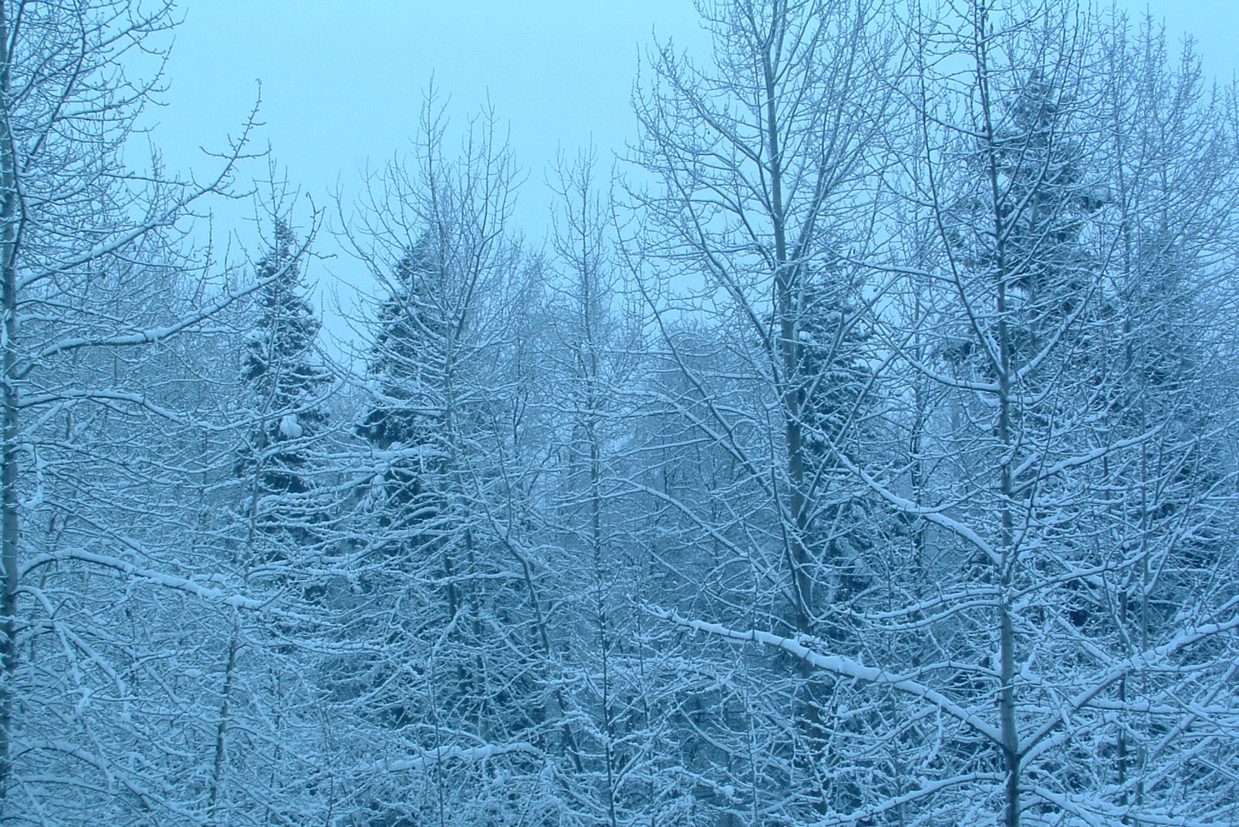 Alaska forest, winter