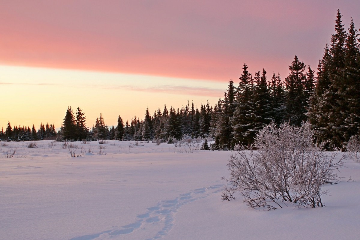 Sunset in snowy forest