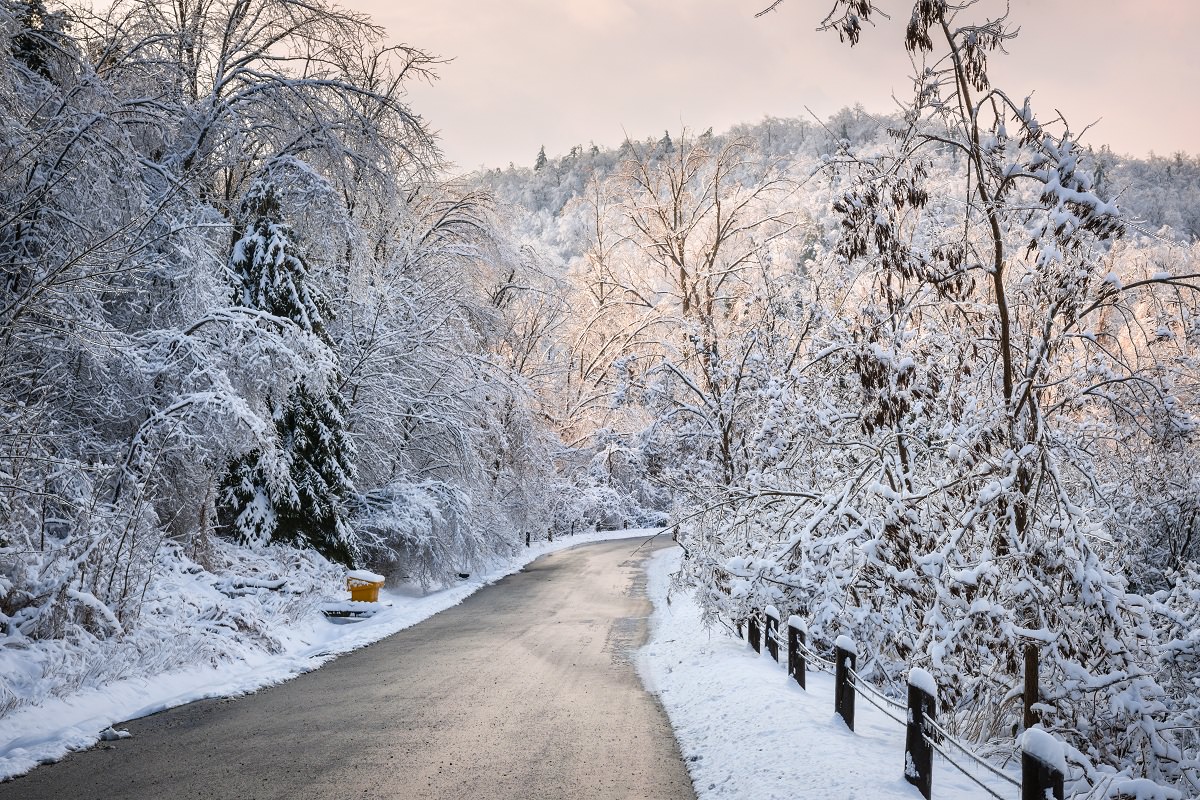 Forest road in the winter