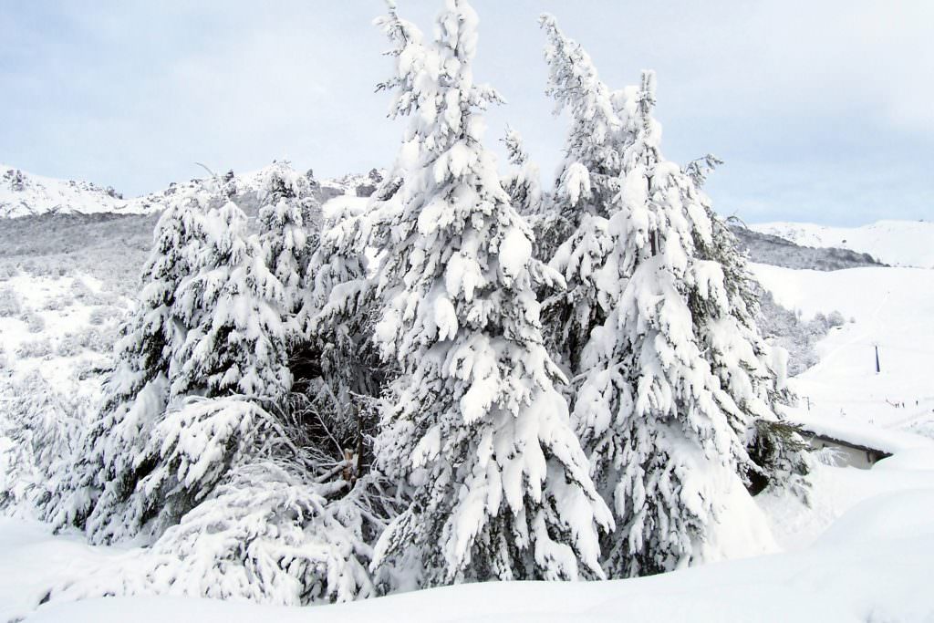 Snow covered trees