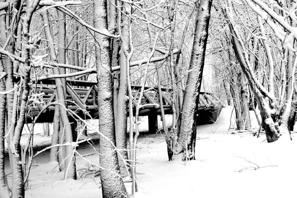 Snow forest