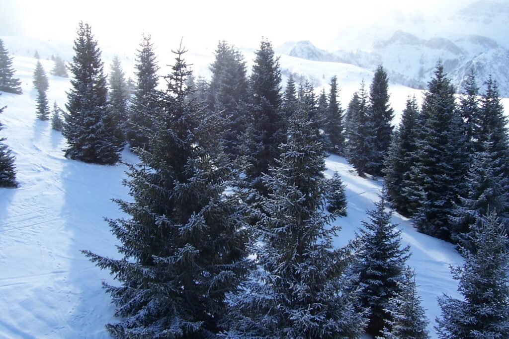 Snow trees