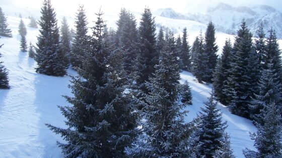Snow trees
