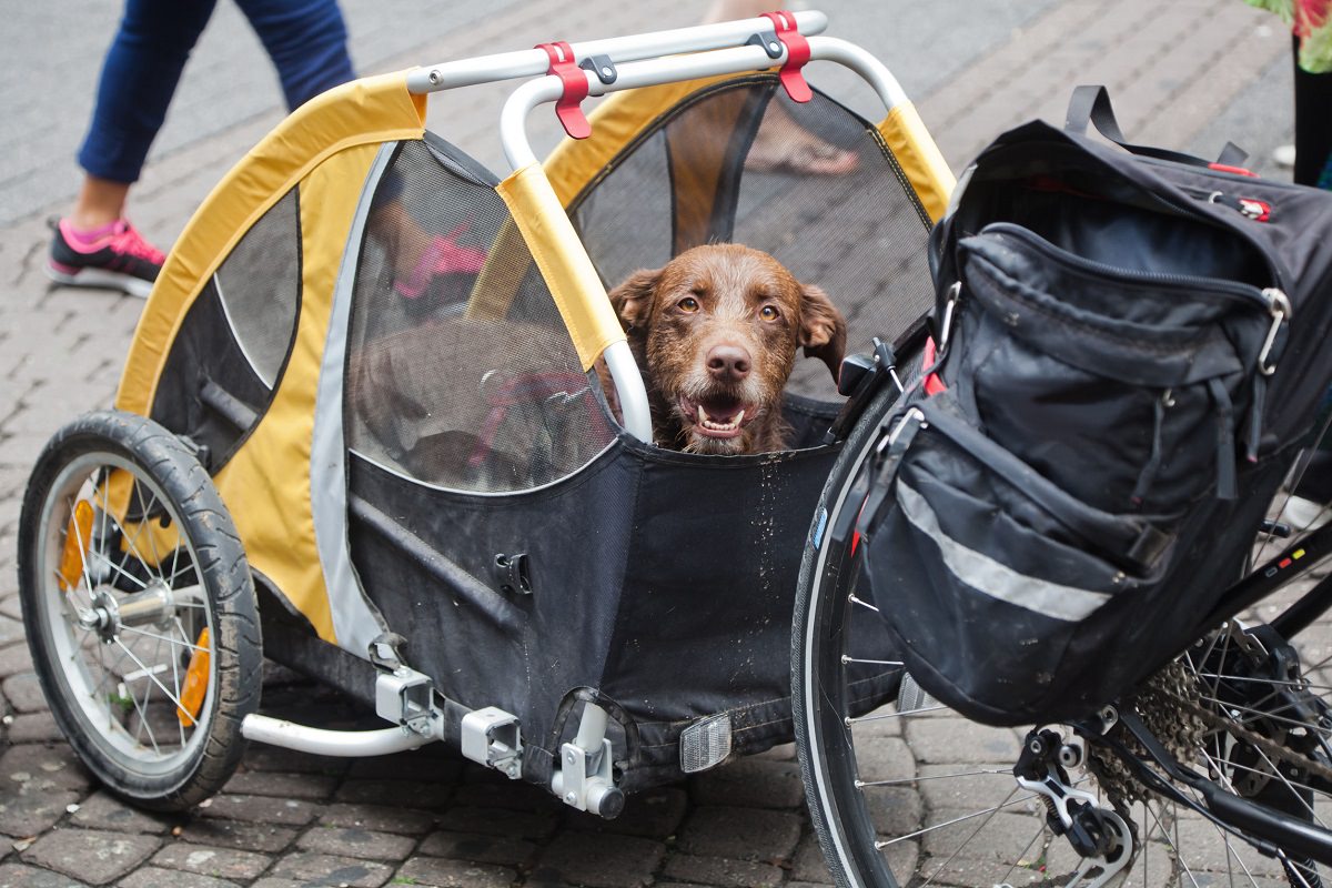 dog bike carrier 30 lbs