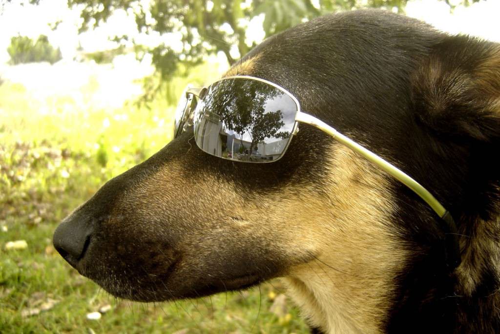Dog with sunglasses