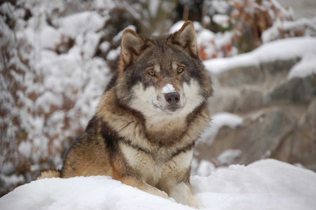 Wolf in the snow