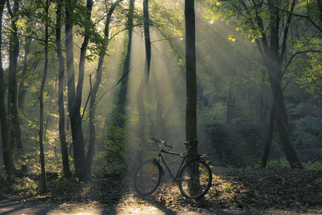 Bike in a forest