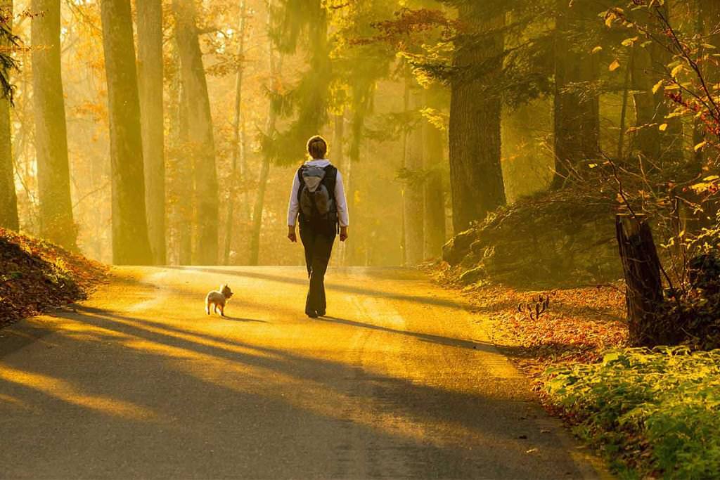 Walking in the autumn forest