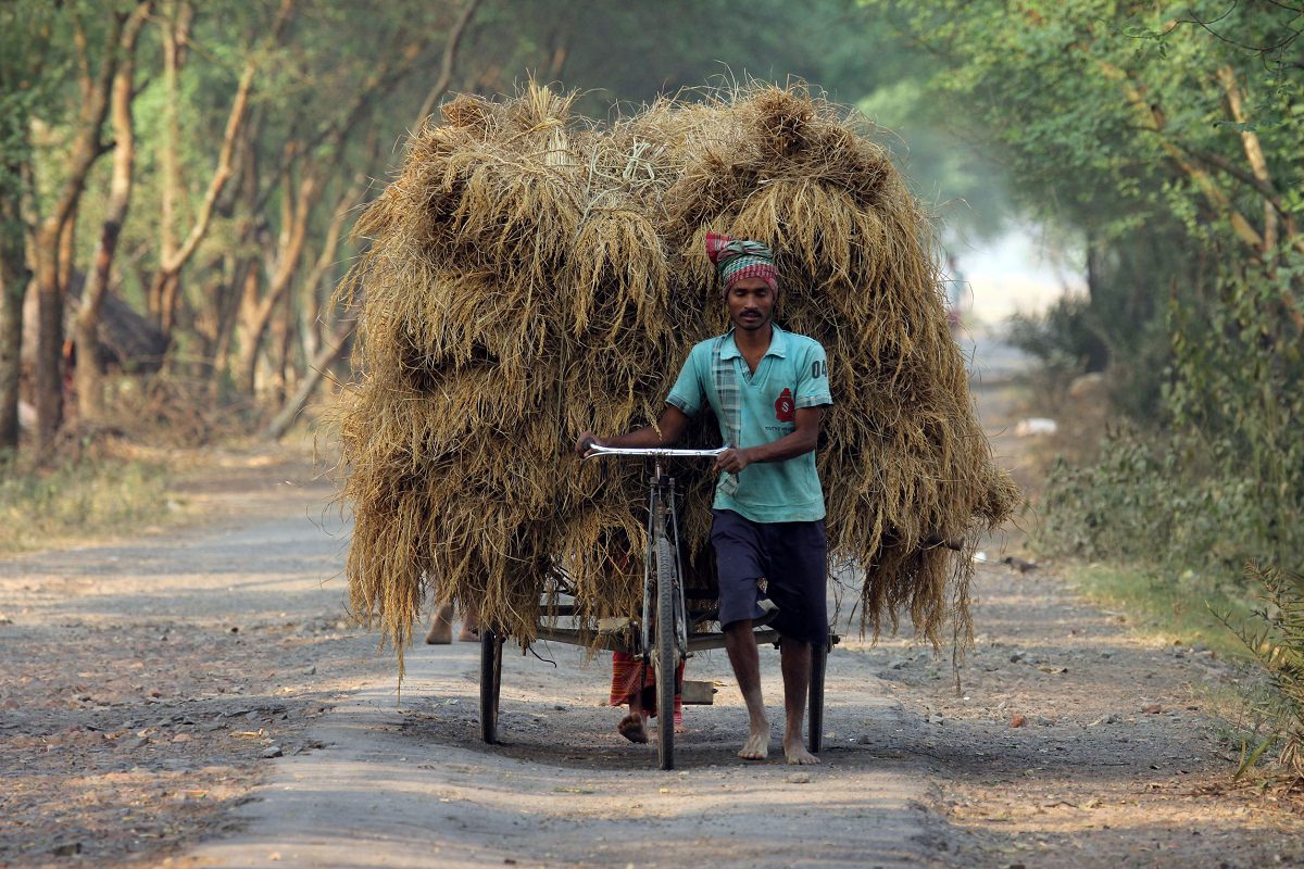 Richshaw rider transporting rice