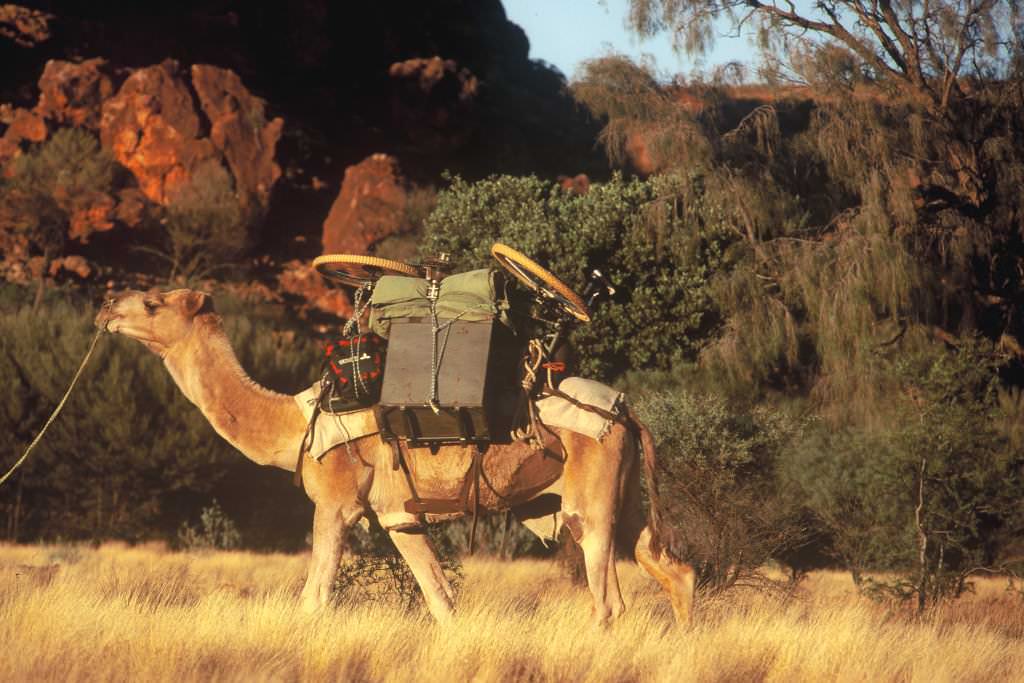 Bike on a camel