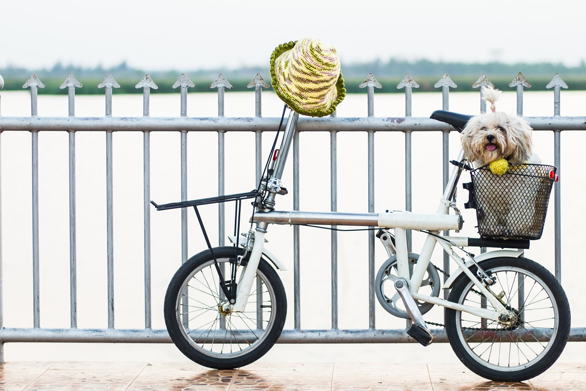 Dog sitting in a bicycle basket