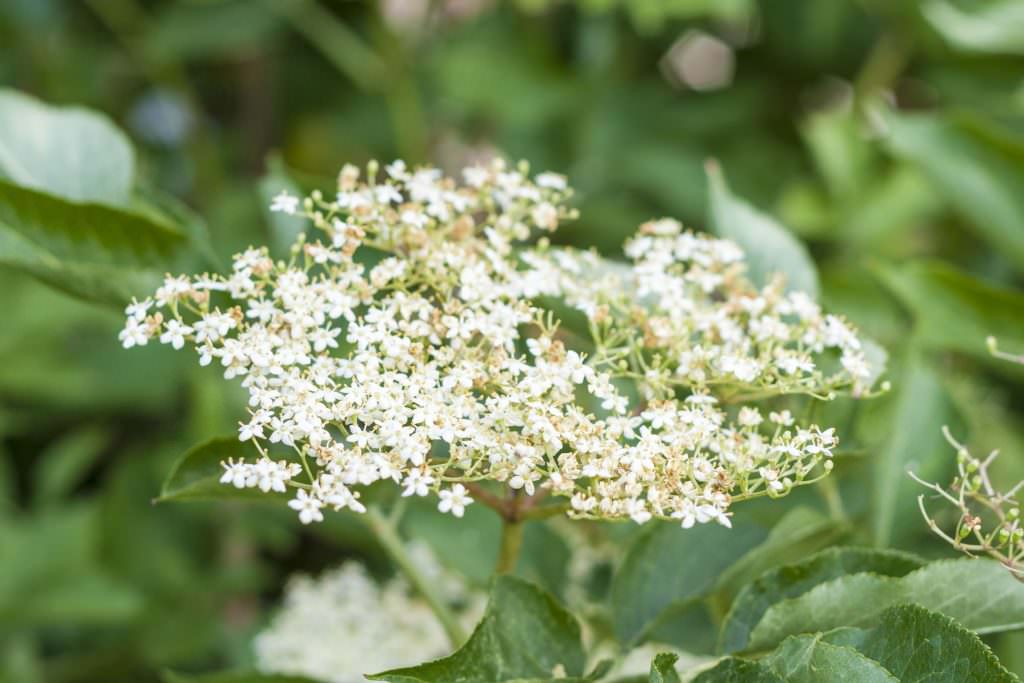 Elderflowers