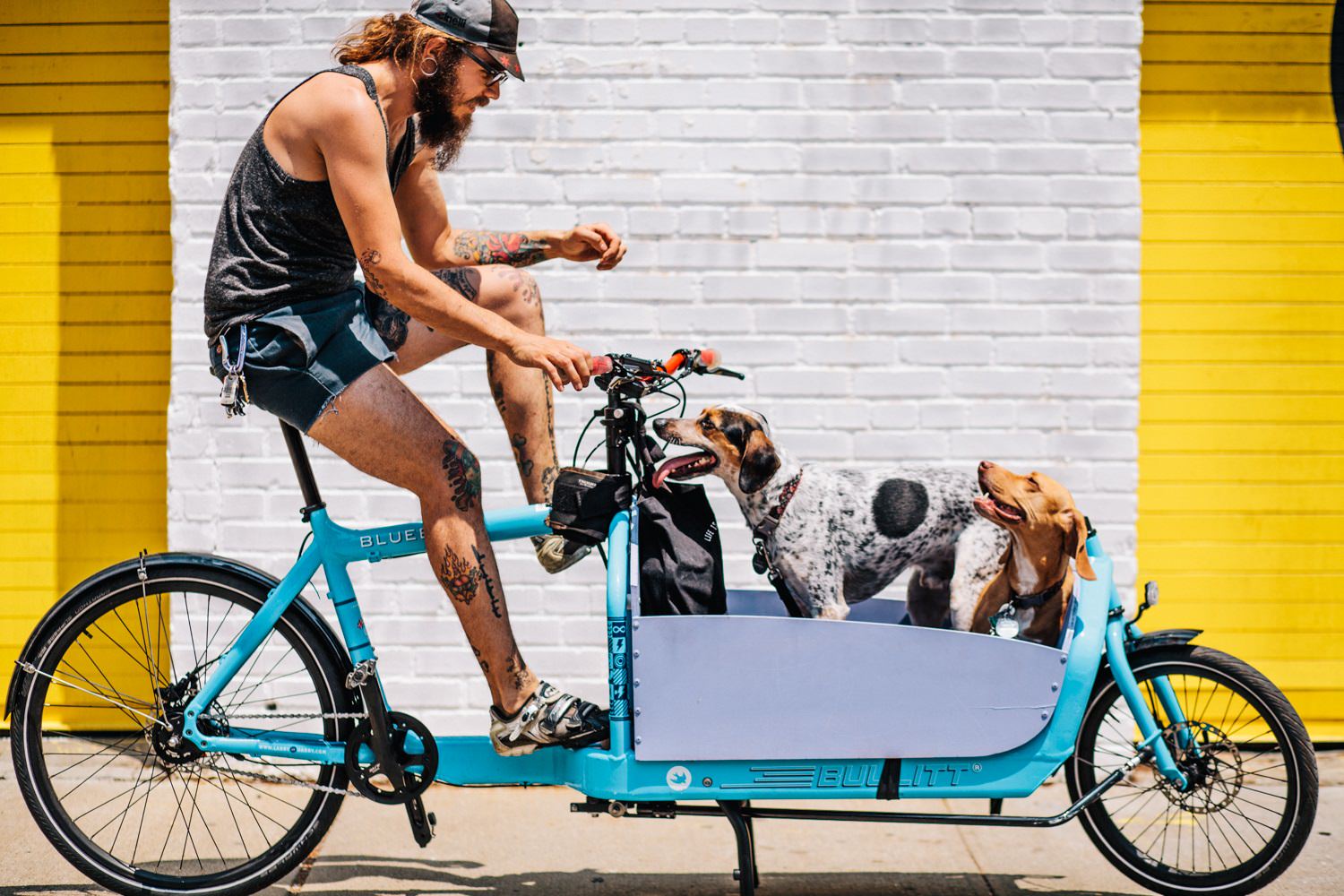 Cargo bike with dogs in