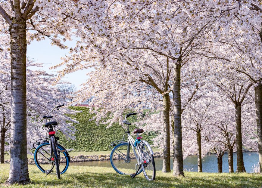 Bicycles In Maruyama Park