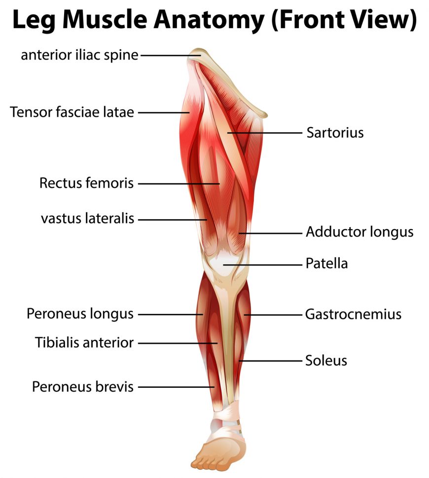 Leg Muscle Anatomy